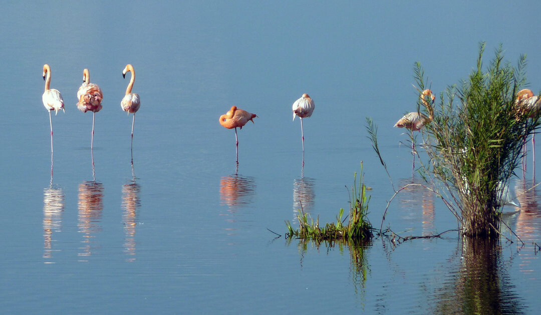 Site work commences on historic Everglades Agricultural Area Storage Reservoir Project