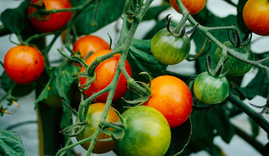 Poop-derived fruits are known to grow in sewage plants