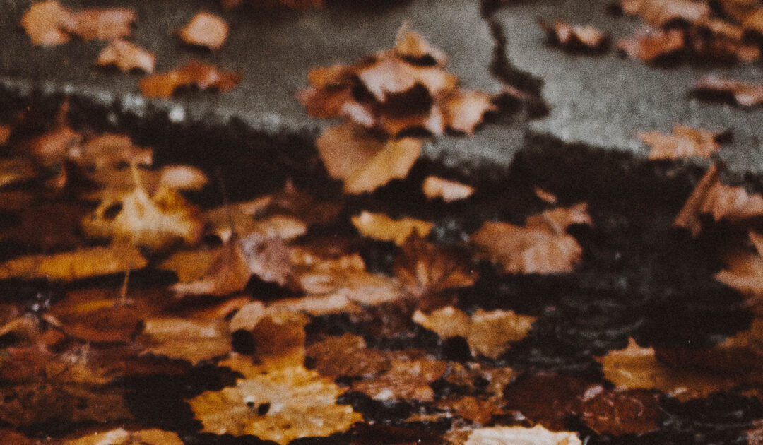 Rainstorms and fallen leaves