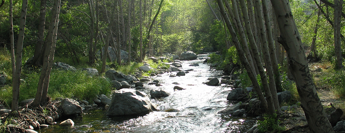 A stream in the forest.